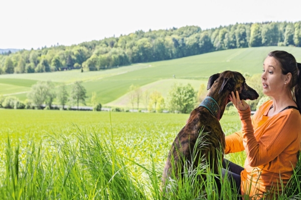 Hund auf Wiese Hund auf Wiese